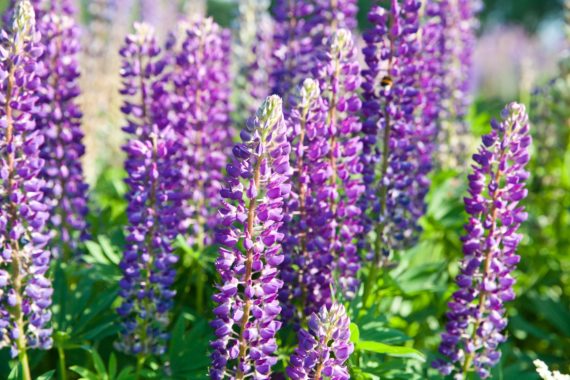 Lupinus field with pink purple and blue flowers in sunny day. A field of lupines. Violet and pink lupin in meadow. Spring background. Colorful bunch of lupines summer flower background or greeting card.