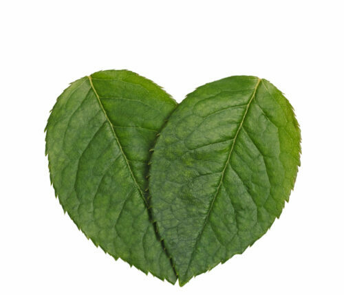 Sign as green heart shaped leaf isolaten on white background. Love nature concept. Theme of ecology, environment, natural and healthy life.